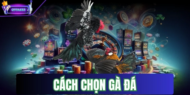 cach chon ga da